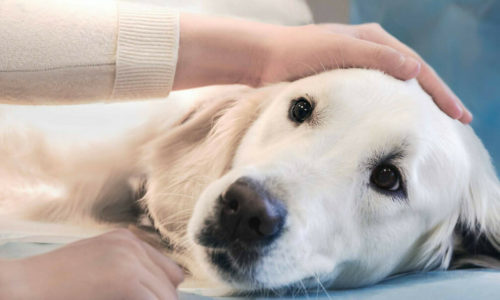 Large white dog laying on side with owner petting head