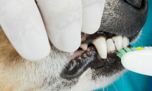 Dog's teeth getting brushed by vet